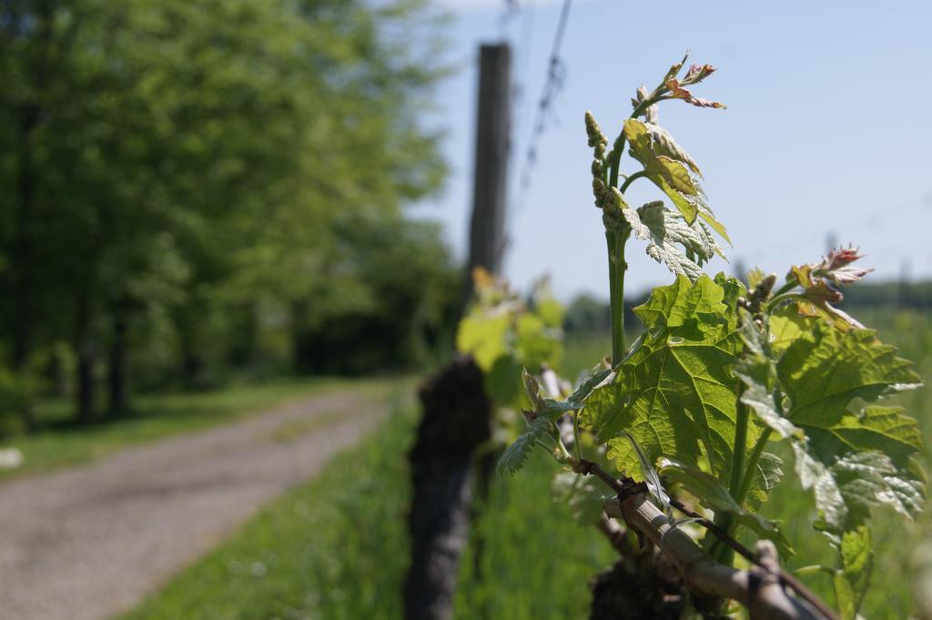 Domaine Maison Dodo Lamonzie-Saint-Martin Zewnętrze zdjęcie
